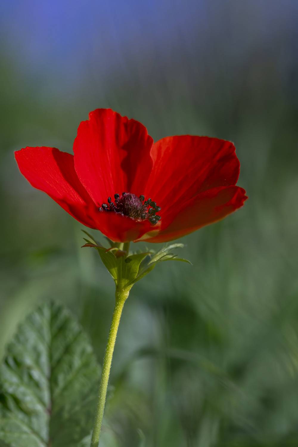 macro, flowers, plants, nature, spring, red, grass, Nikolay Tatarchuk