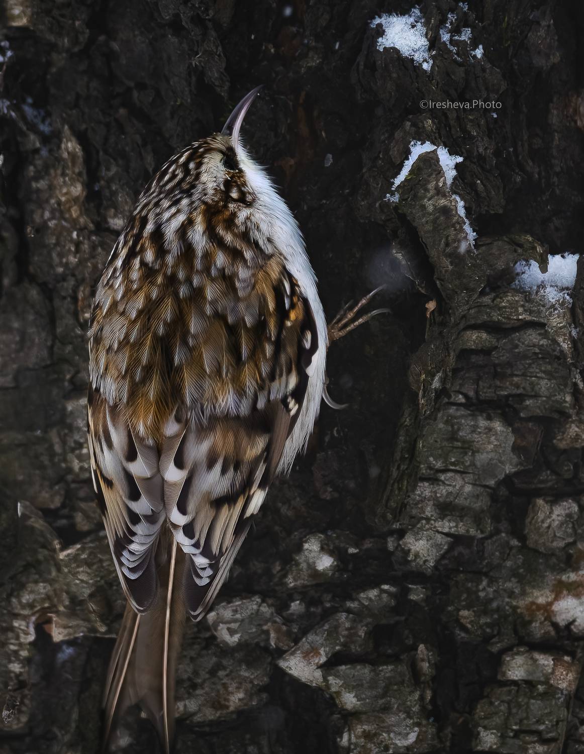 Пищуха, птица, Ирешева Мария