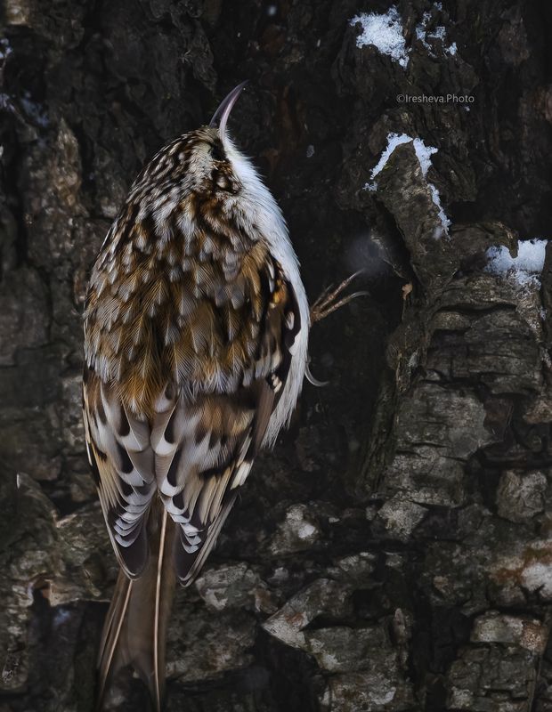 Пищуха, птица Обыкновенная пищуха / Certhia familiaris фото превью