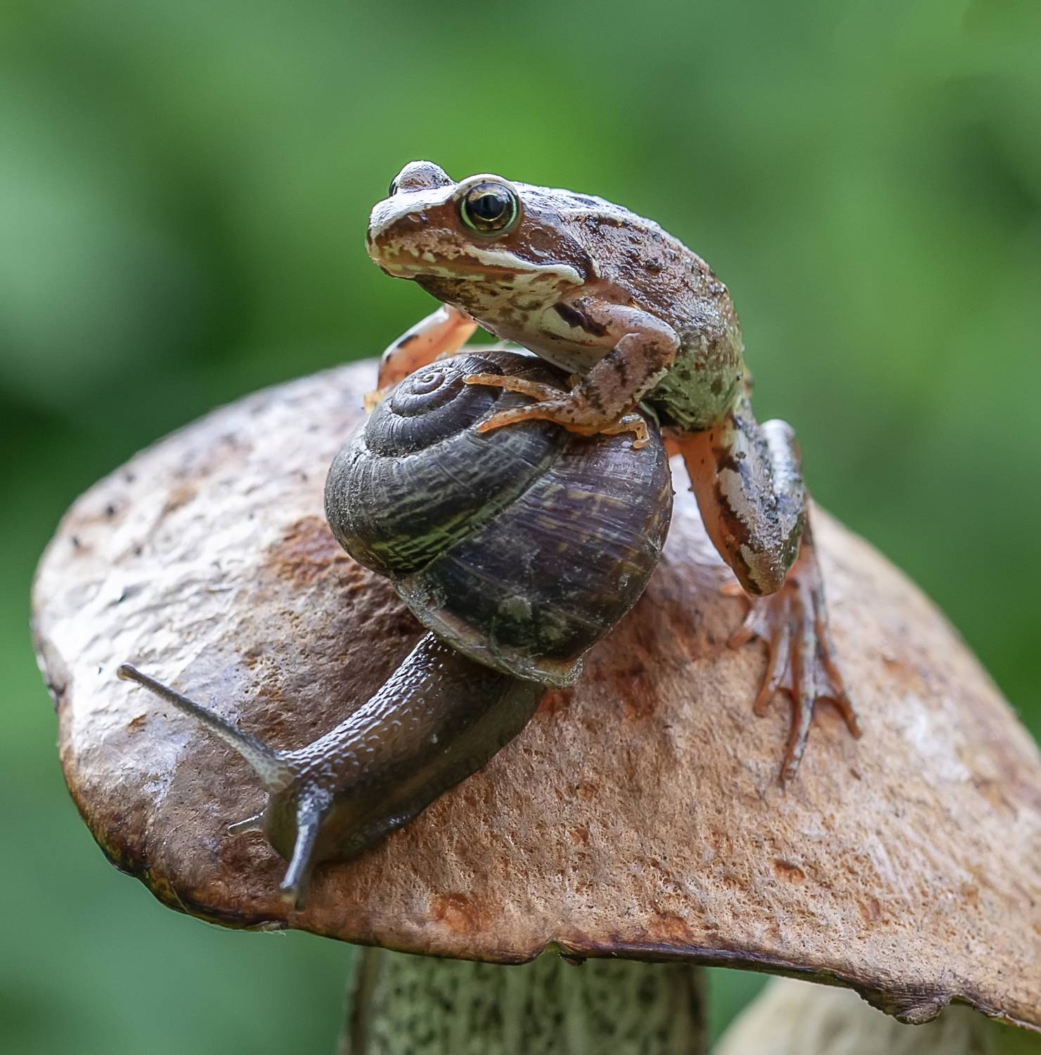 гриб, лягушонок, улитка, Татьяна Феденкова