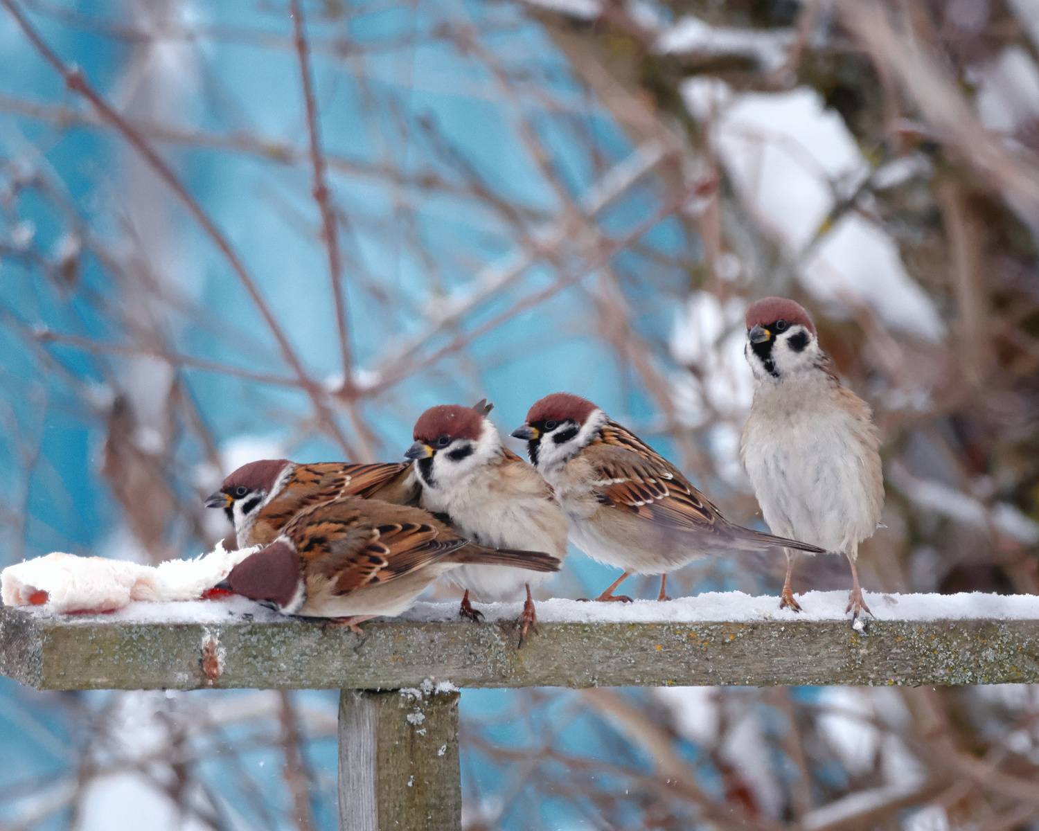 , Александр Титов