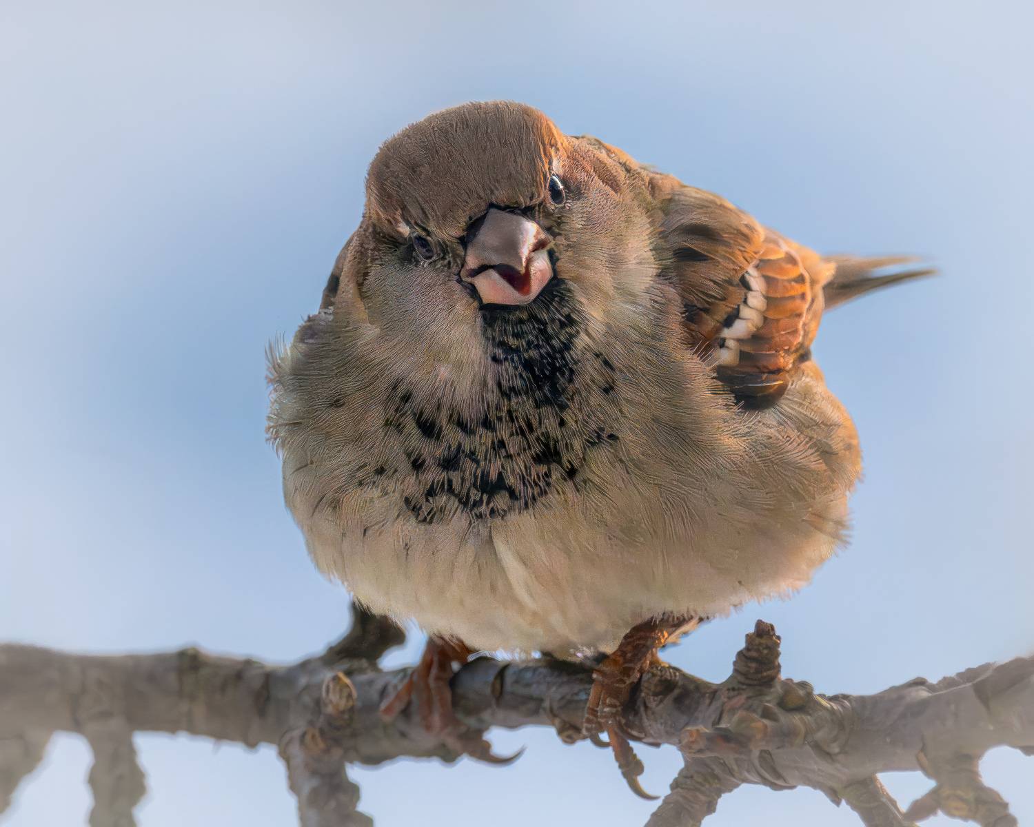 Зима, мороз, бёрдвотчинг, воробей, домовый, птицы, Ворожцова Марина