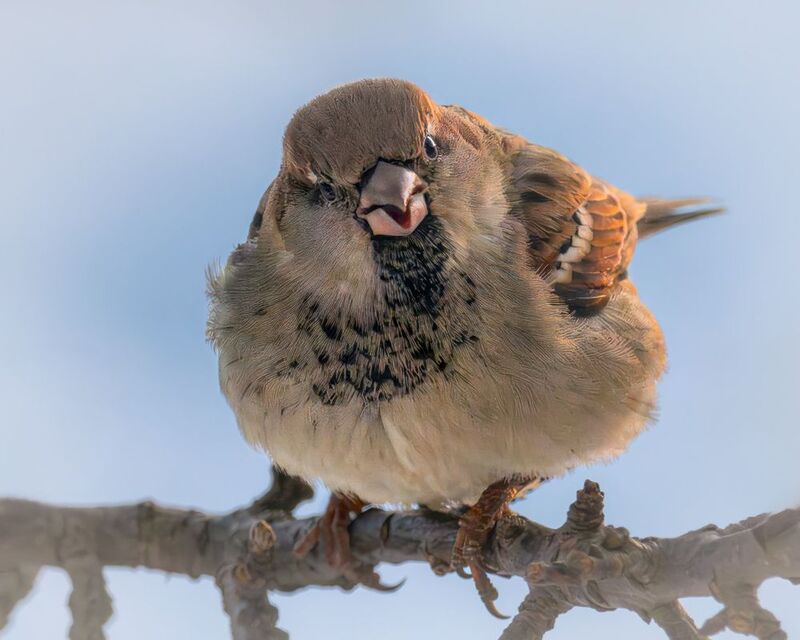 Семки есть? фото превью