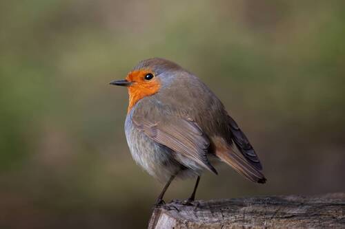European Robin, зарянка.