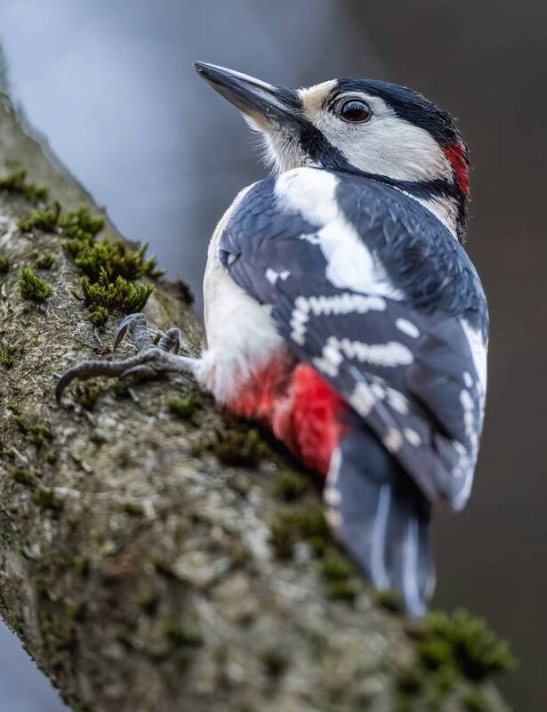 *** фото превью