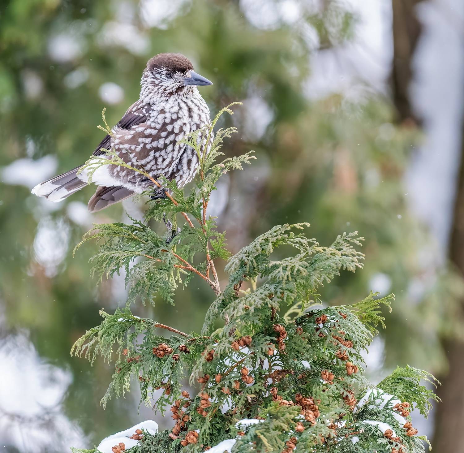 , Дем Константин