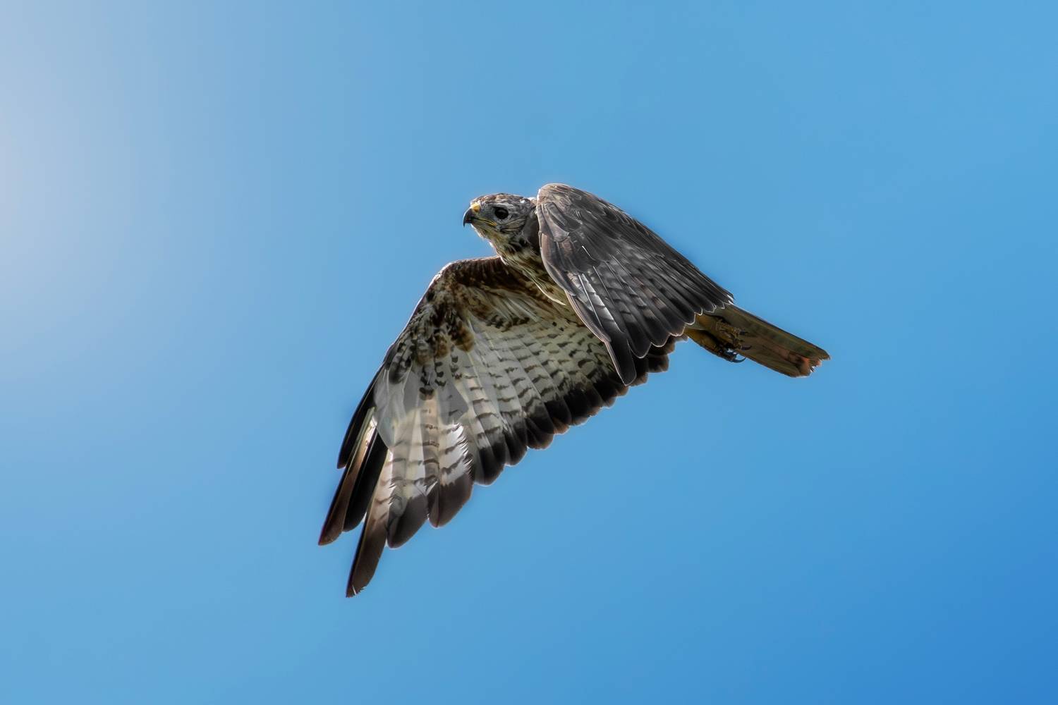 wildlife, birdwatching, nature, bird photography, птица, фотоохота, природа, канюк, Полина Шальнева