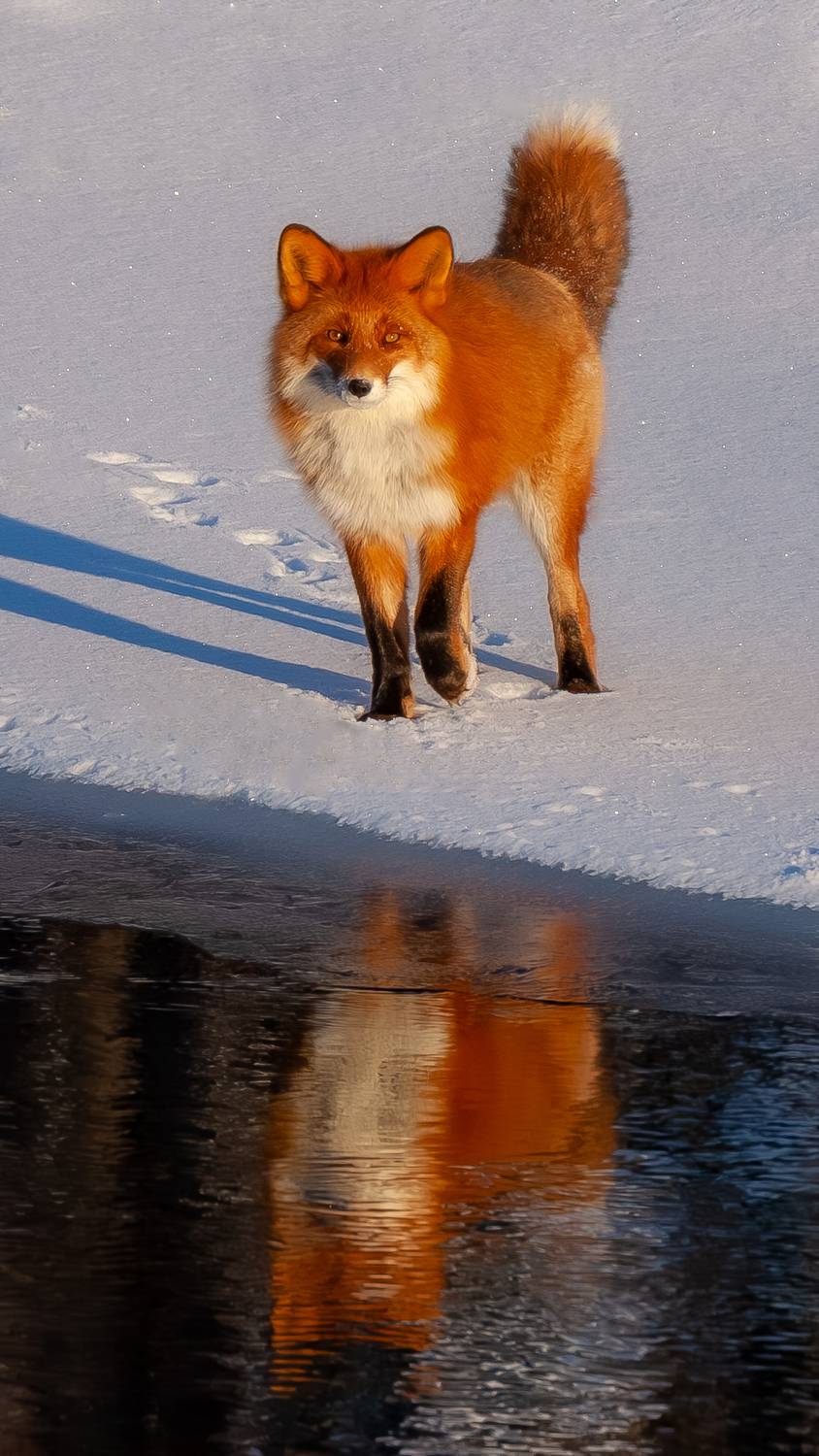 rfvxfnrf, Будьков Денис