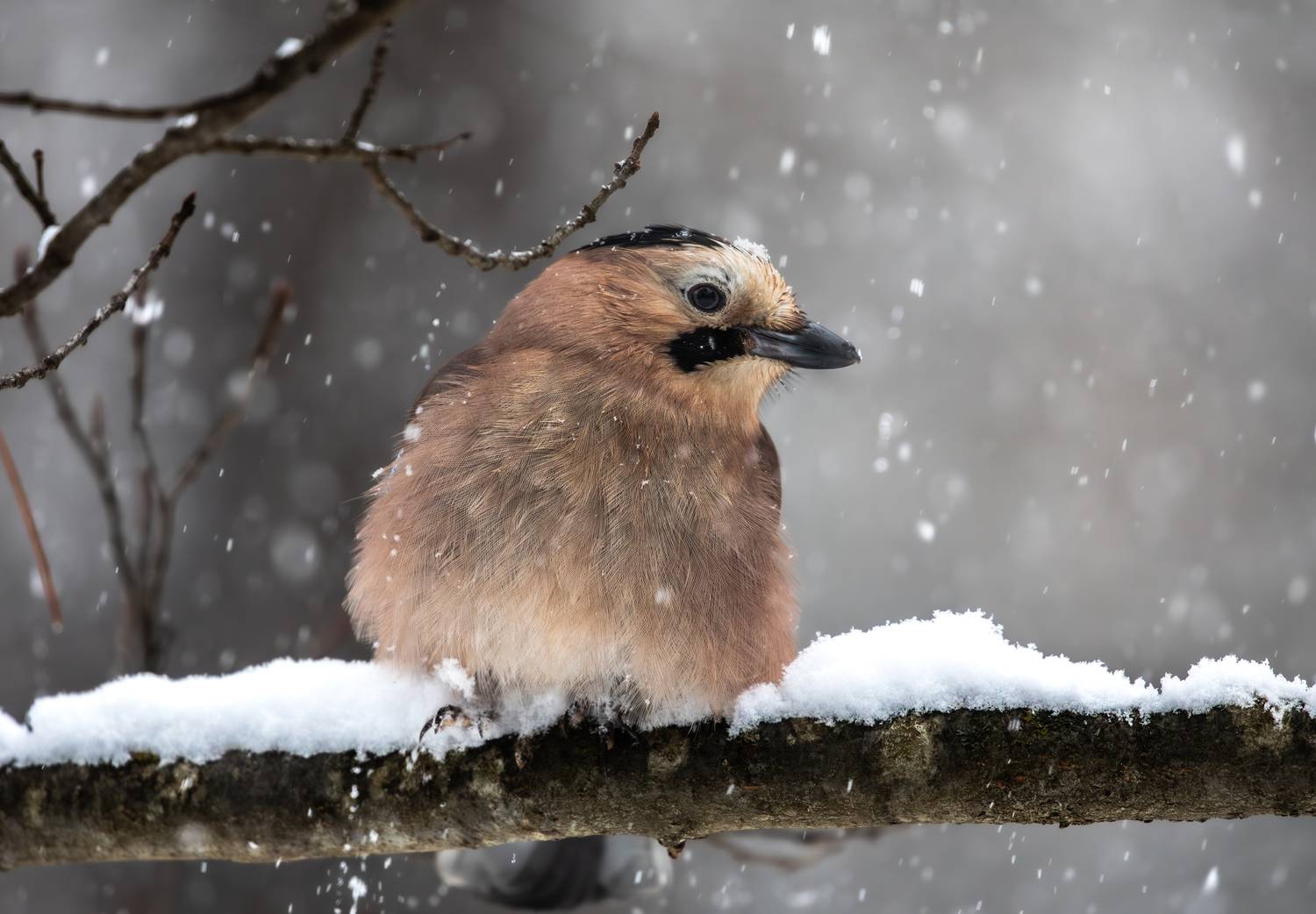 , Веревченко Михаил