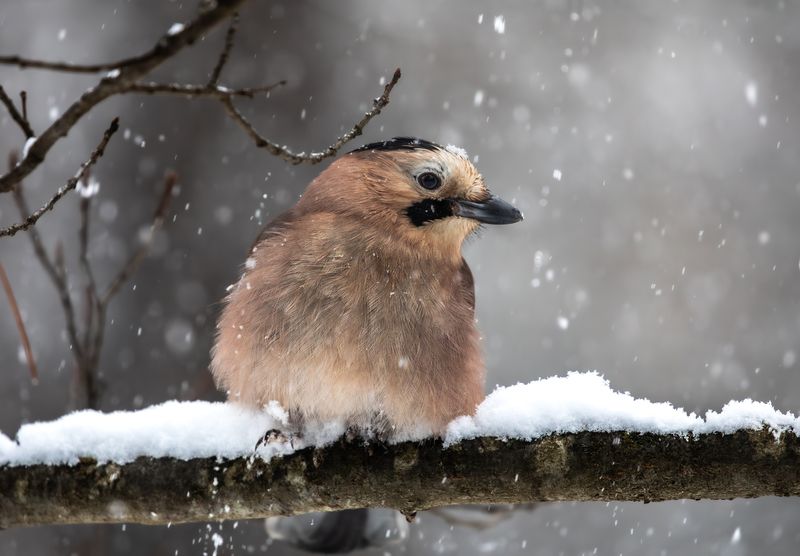 Зимняя сойка.  фото превью