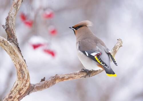 Свиристель