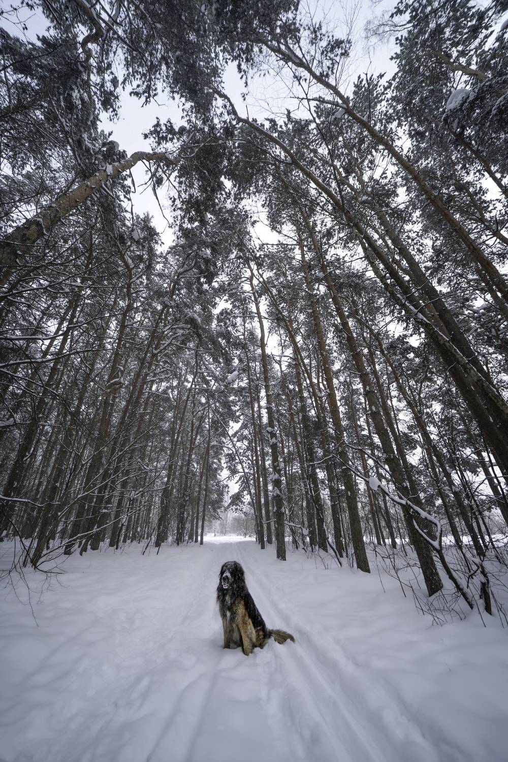 Москва, Тушино, Алёшкинский лес, Собака, сербернар., Гаврилов Юрий