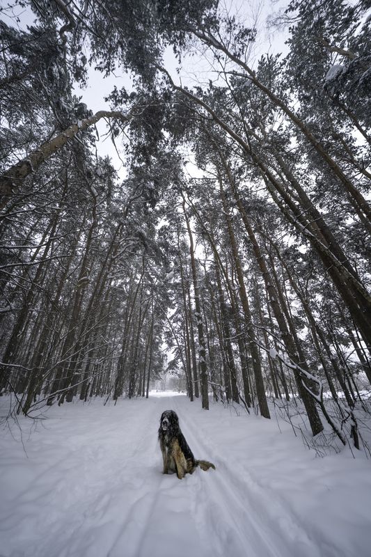 Москва, Тушино, Алёшкинский лес, Собака, сербернар. На прогулке фото превью