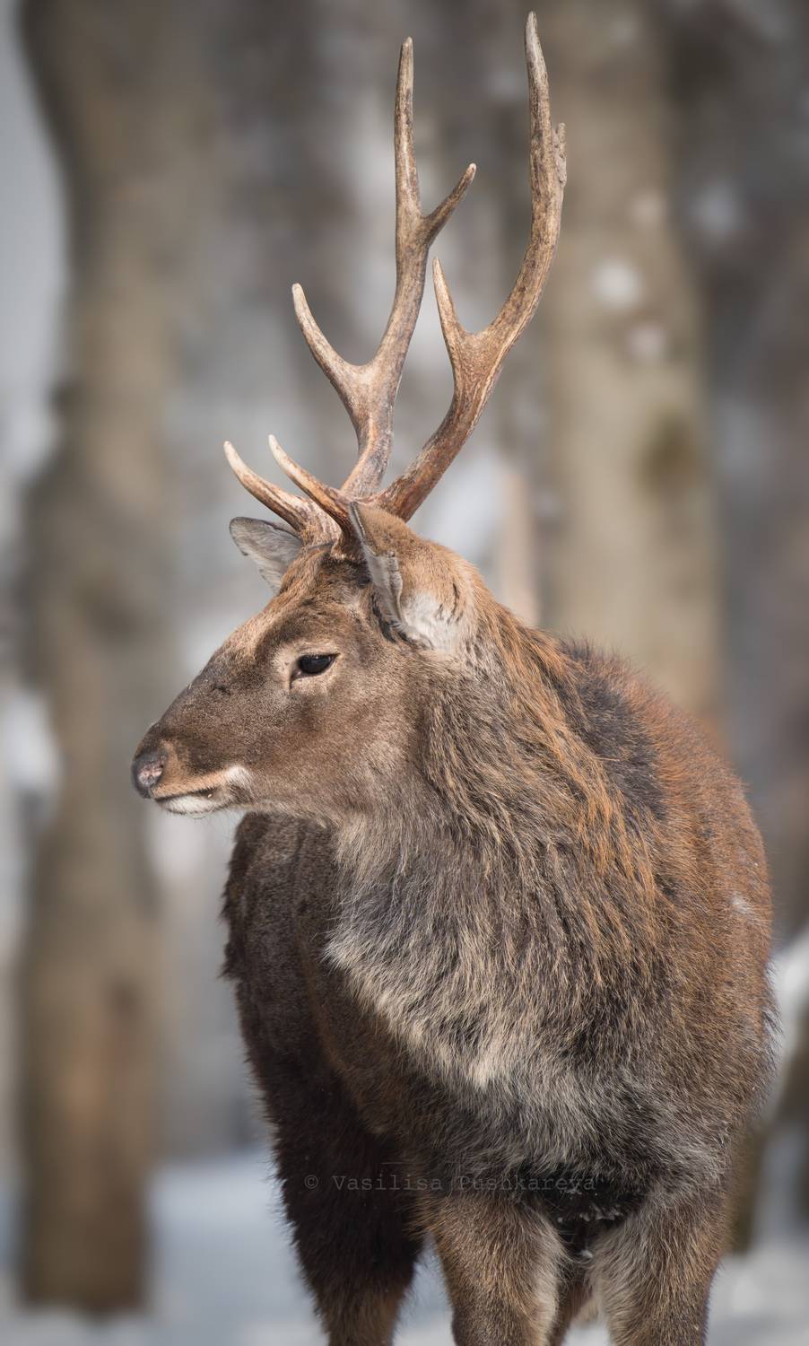 Пятнистый олень, самец, Пушкарева Василиса