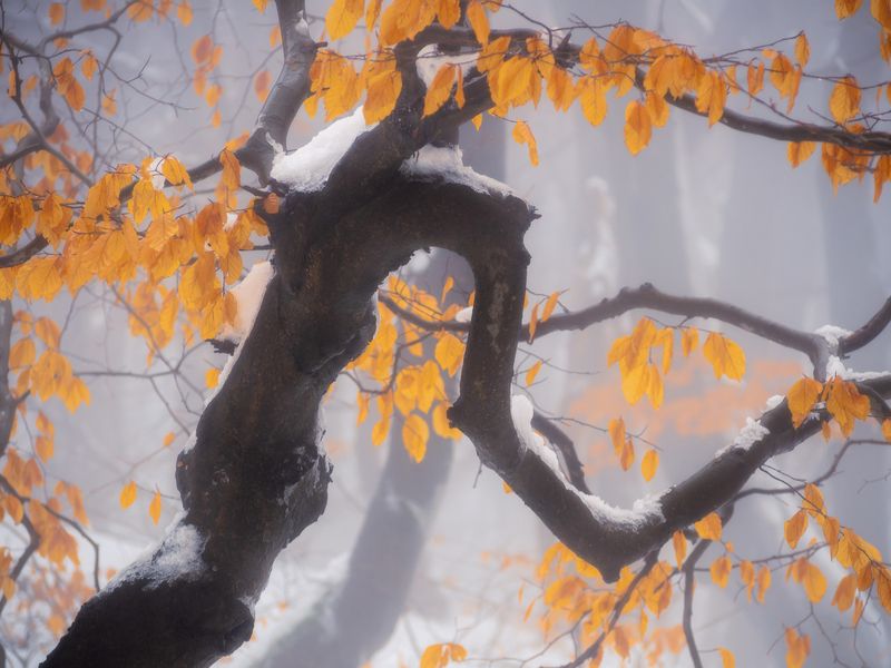 golden, tree, branch, snow, fog, leaves Golden фото превью