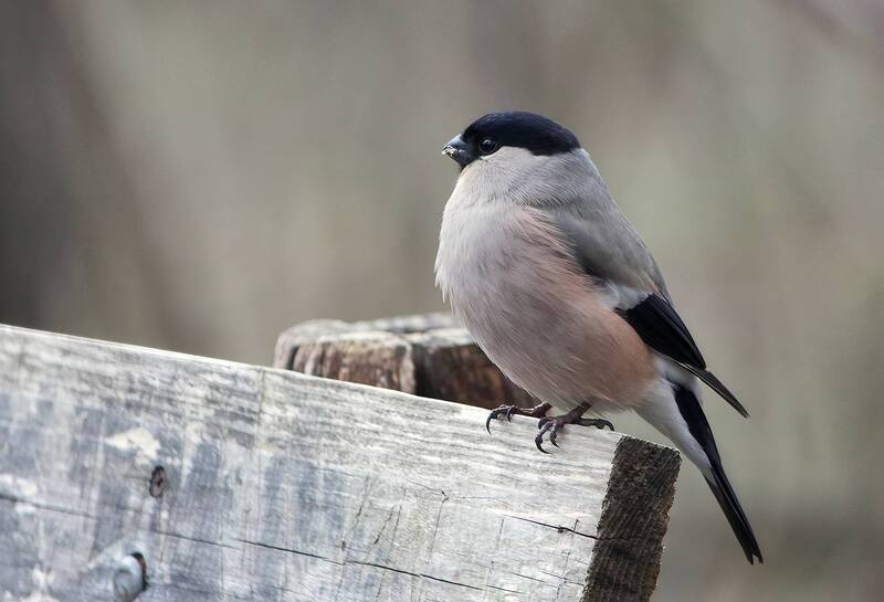 снегирь, обыкновенный снегирь, pyrrhula pyrrhula  фото превью