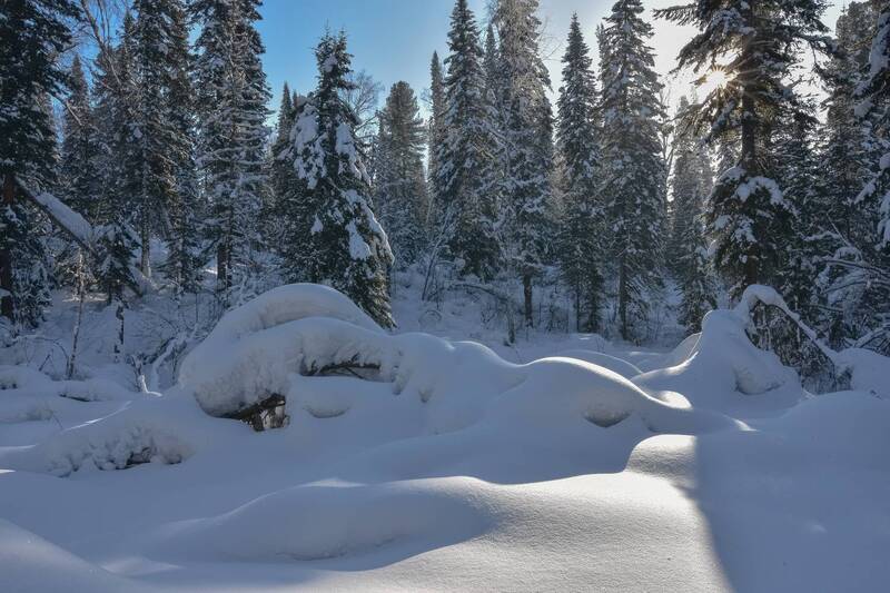 кузбасс, зима, мороз, февраль, день, пихты, лес, сугробы, снег, солнца Зимний лес в феврале фото превью