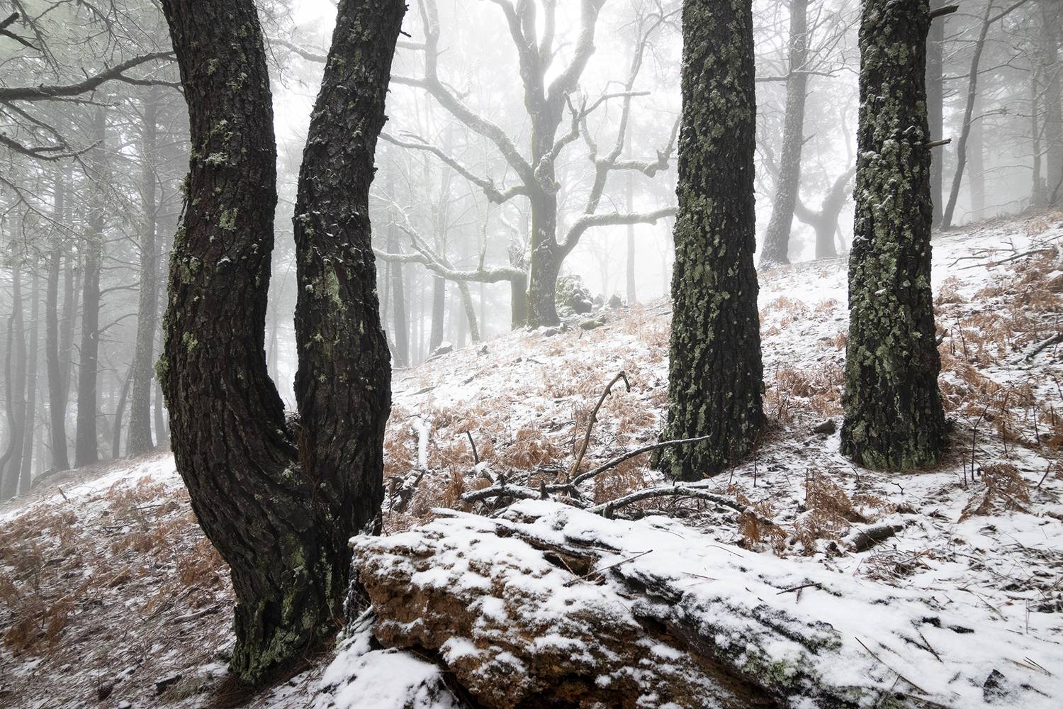 photo, photography, picture, land, landscape, nature, spring, river, color, mood, colorful, green, river, animal, flowing, forest, mountains, jimenez millan samuel