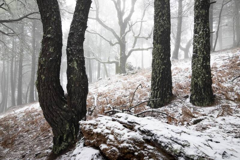 Spectrum фото превью