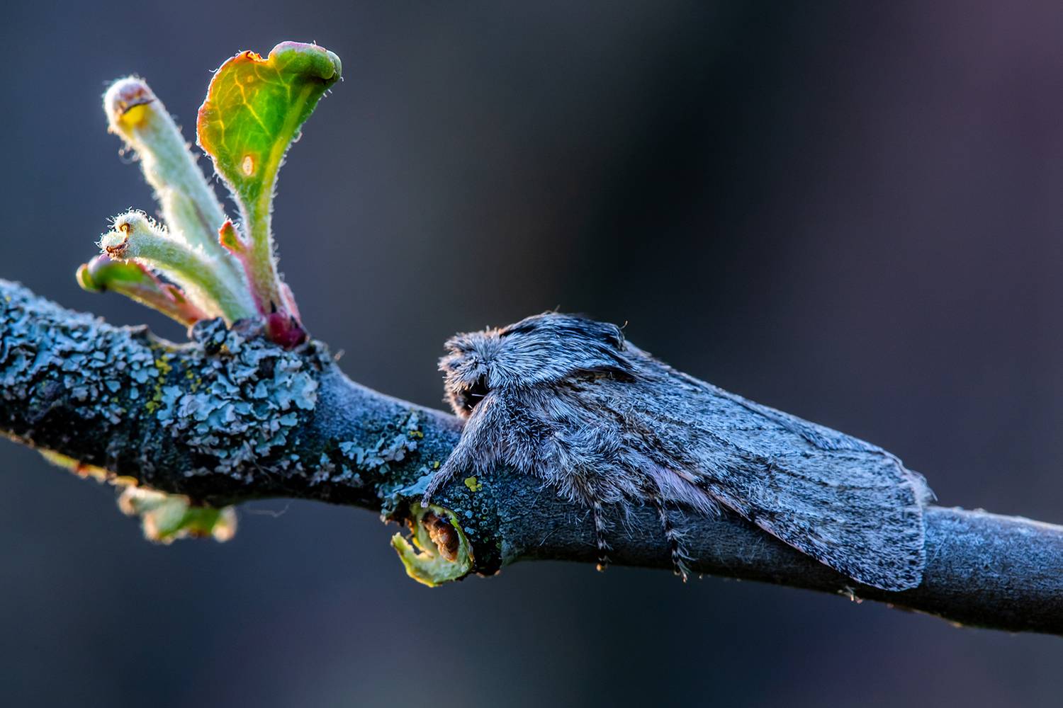 , Илья Михеев