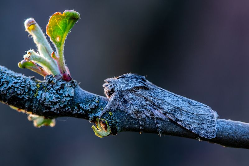 Спящий демон фото превью