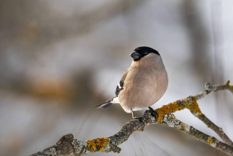 Снегирь(Pyrrhula pyrrhula),самочка. фото превью