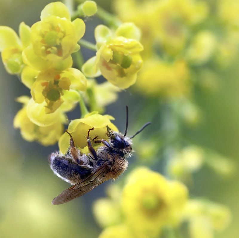 *** фото превью