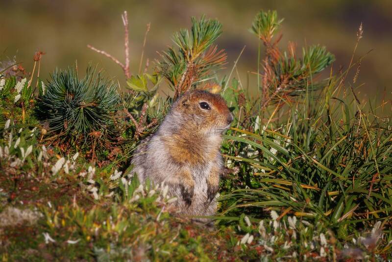 Евражка фото превью