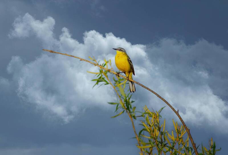 Лёгкость бытия фото превью