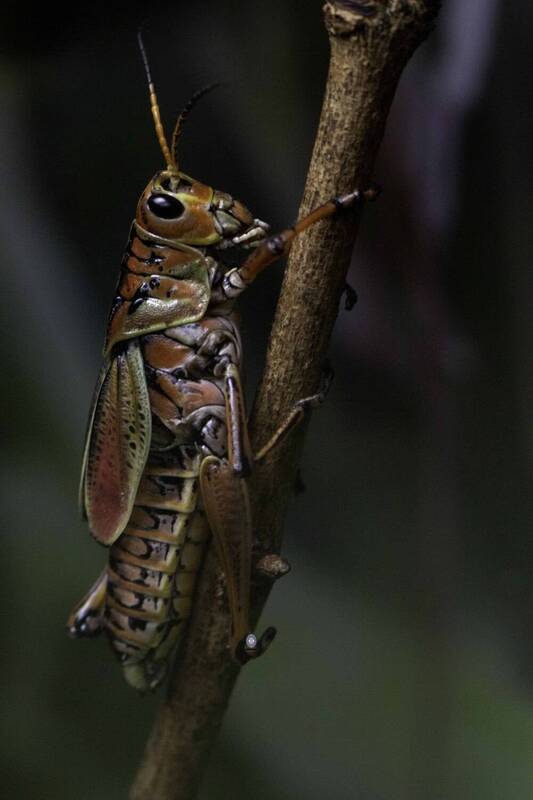 Grasshopper фото превью