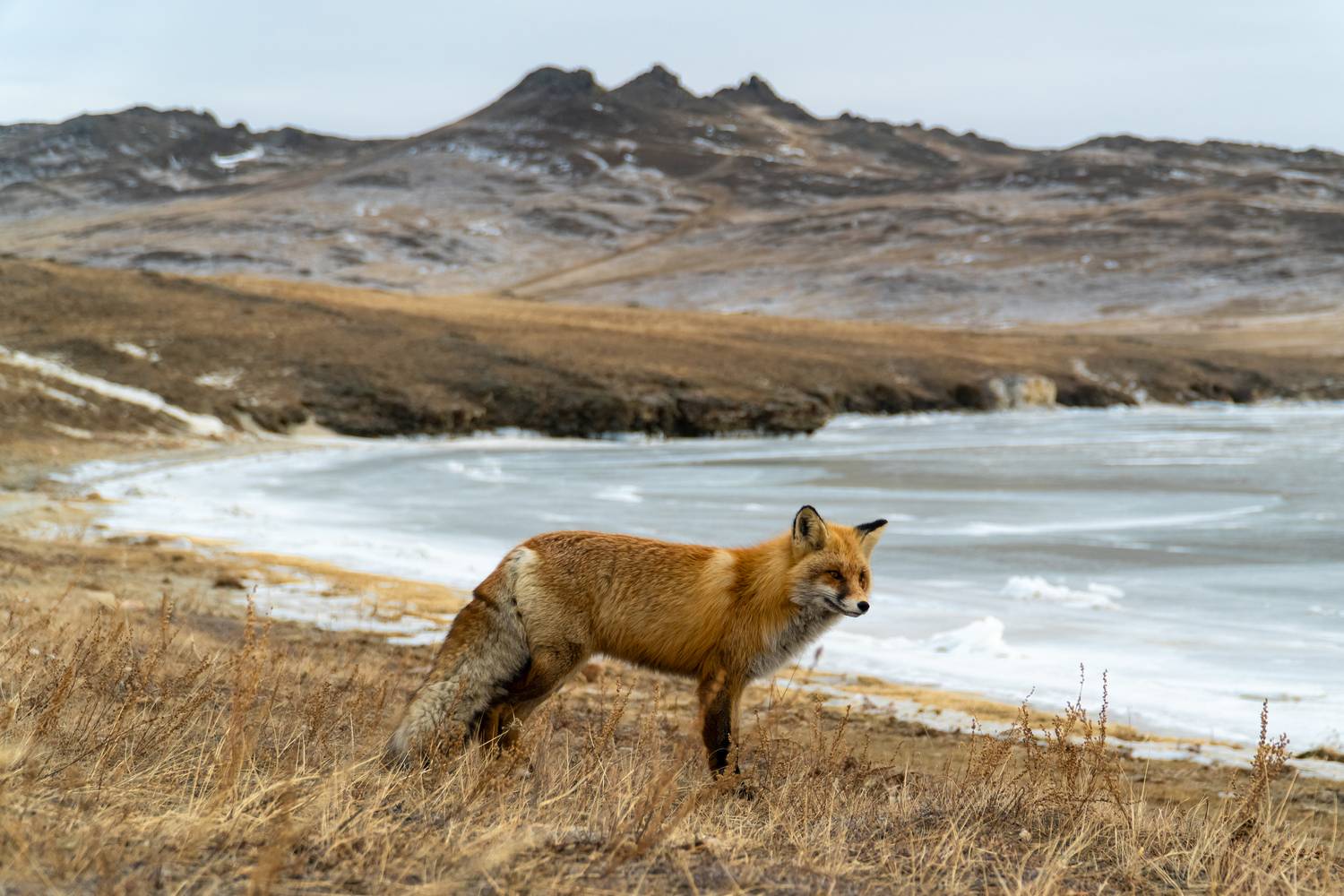 ольхон, лиса, зима, Тильпунов Михаил