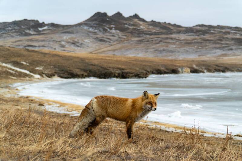 ольхон, лиса, зима Хитрая морда на Ольхоне фото превью