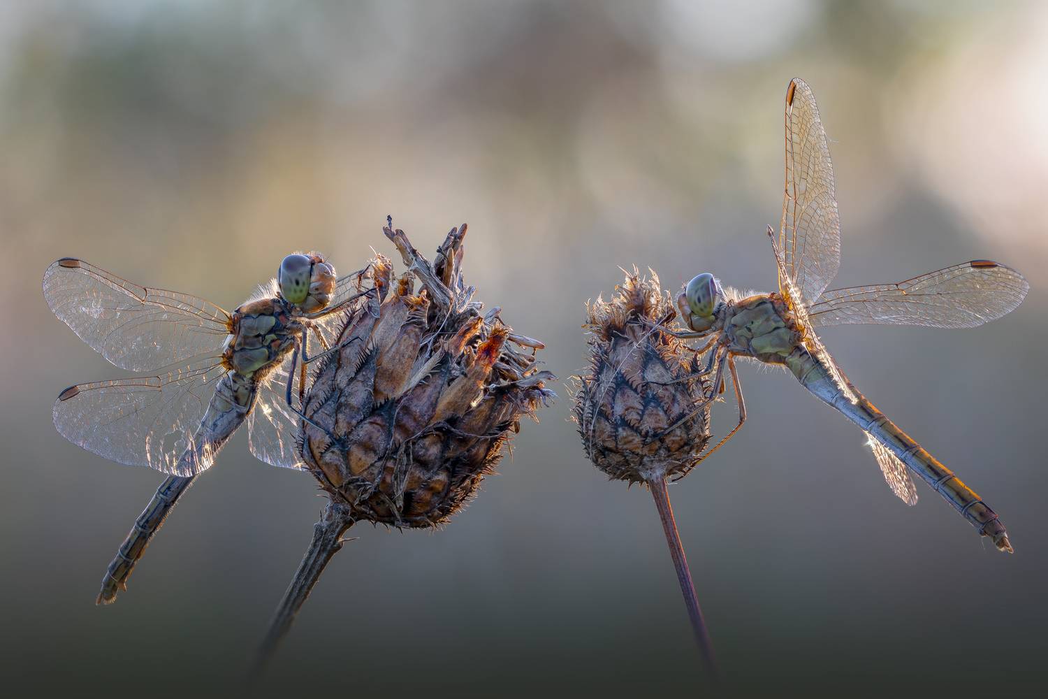 , Кузнецов Дмитрий