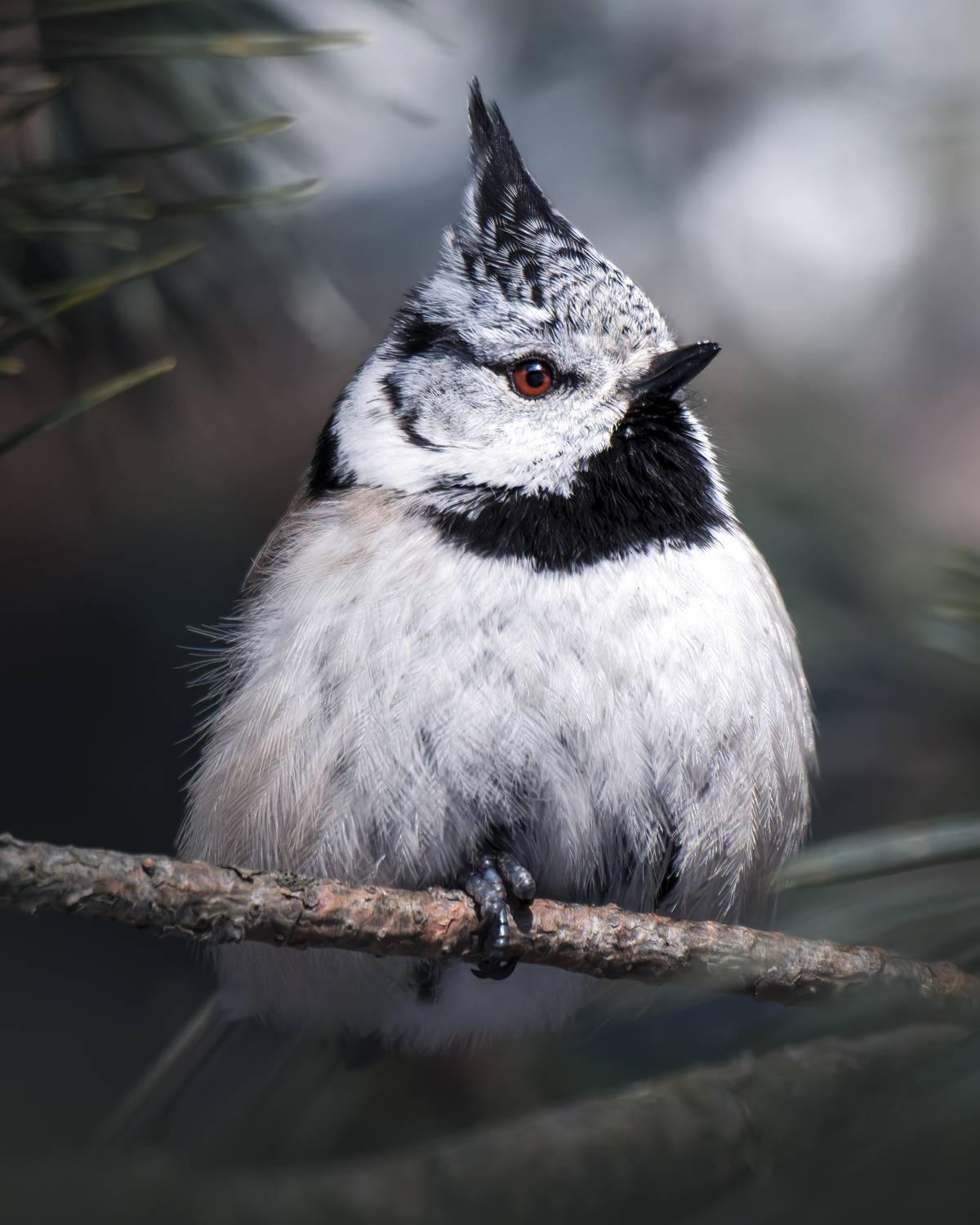 , Поляков Михаил