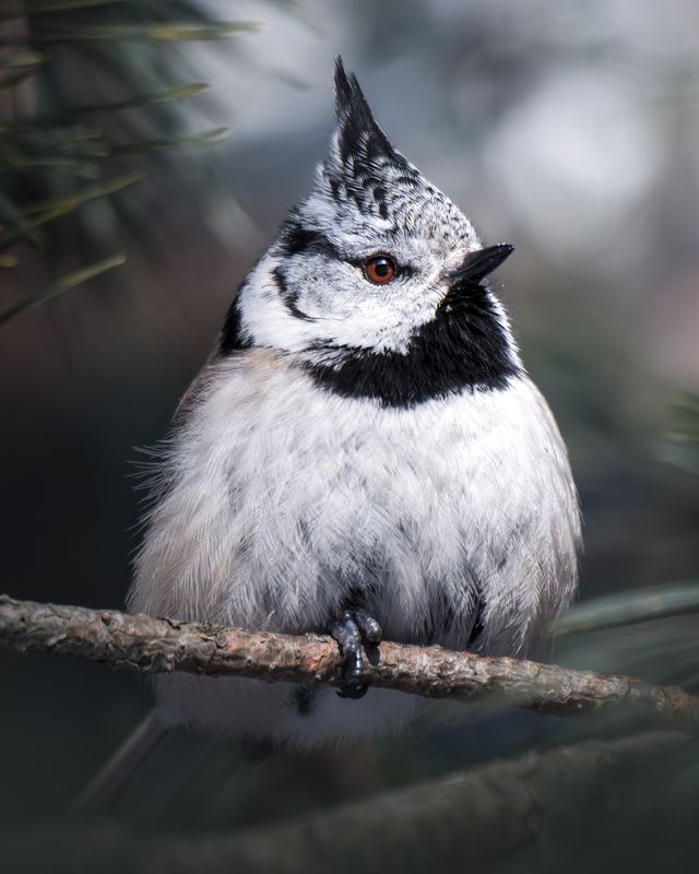 Хохлатая синица (Parus cristatus) фото превью