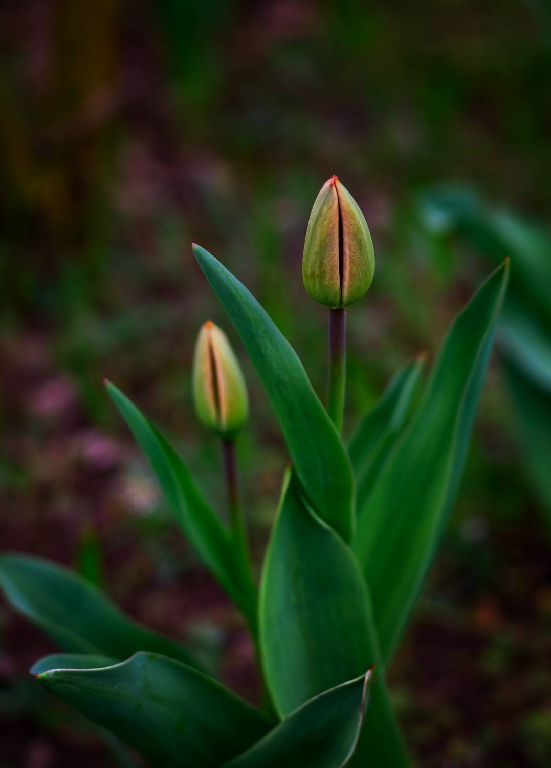 , Владимир Гамаюнов