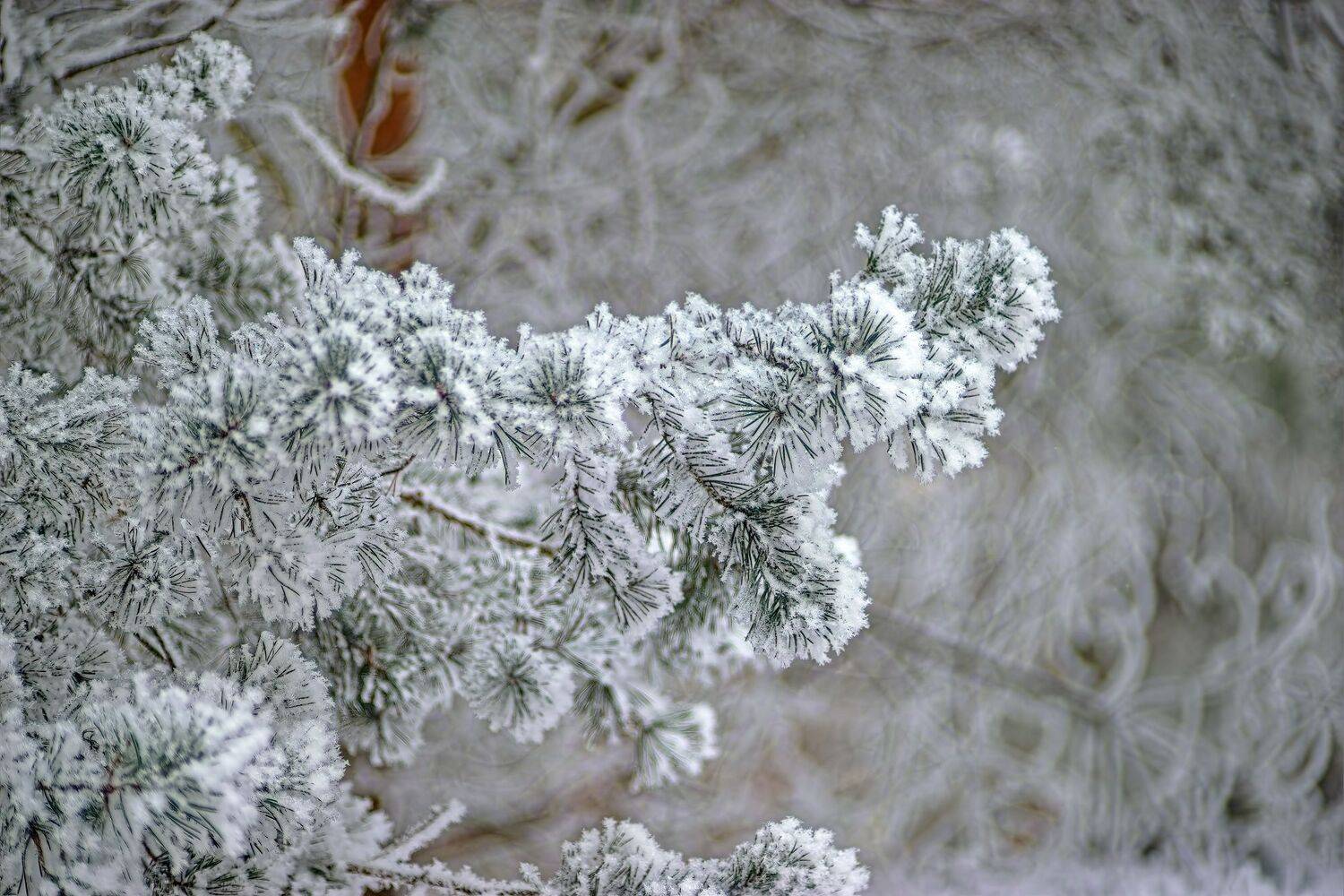 , Орлов Олег