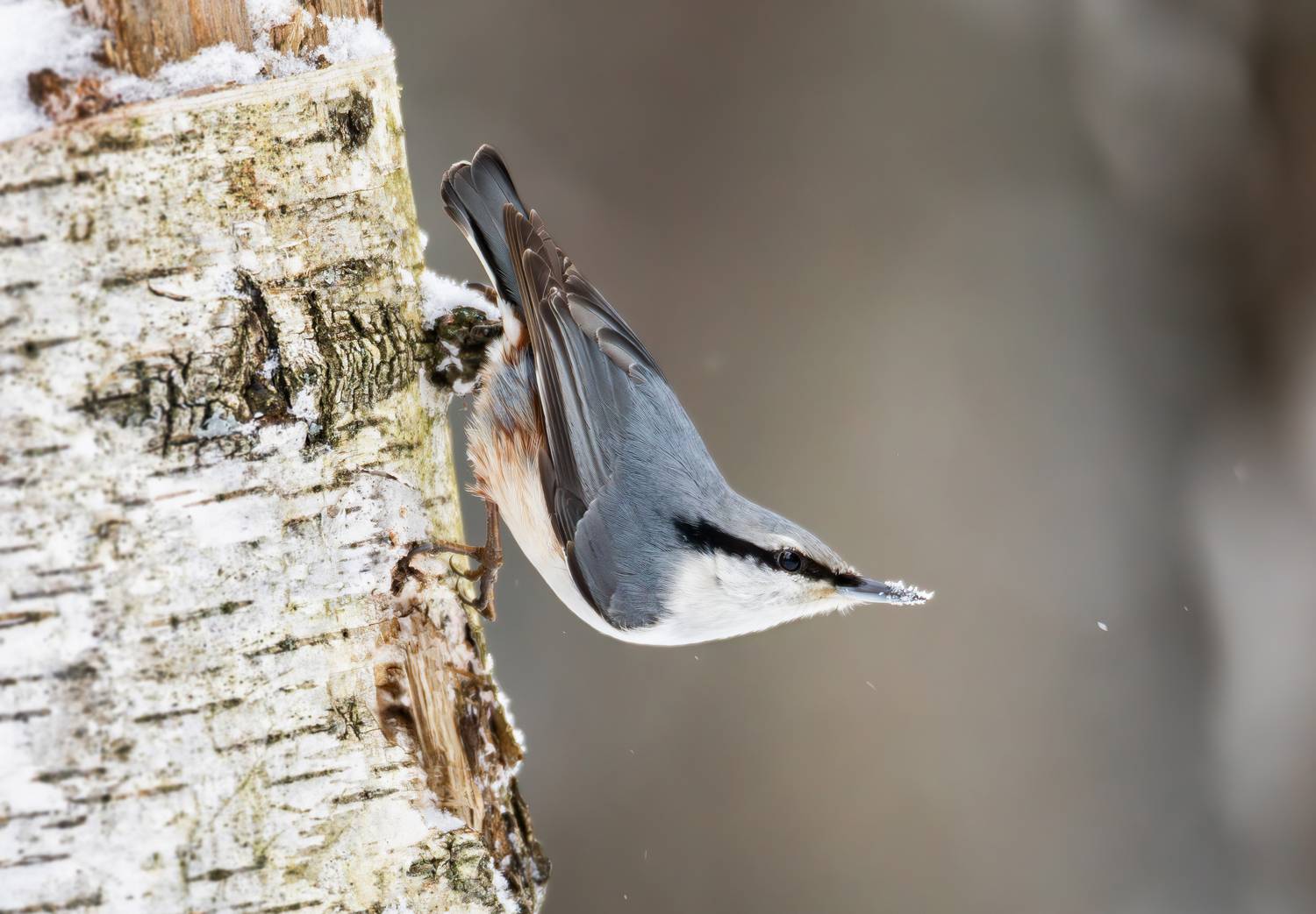 поползень, обыкновенный поползень, птицы, зима, лесные птицы, птица, дикие птицы, Жгилёв Сергей