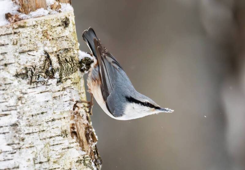 Обыкновенный поползень(Sitta europaea). фото превью