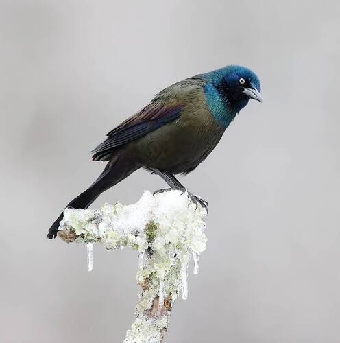 Common Grackle - Обыкновенный Гракл
