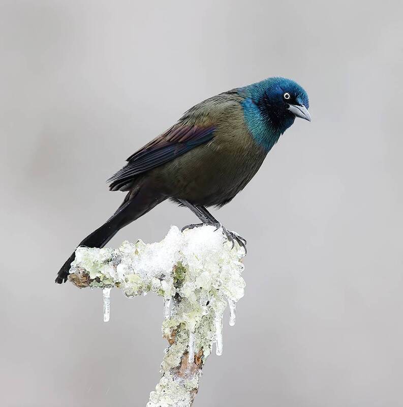 common grackle, обыкновенный гракл, гракл, grackle, bird, wild, птицы, cнег, зима, winter bird, птицы, snow, winter, cold Common Grackle - Обыкновенный Гракл фото превью