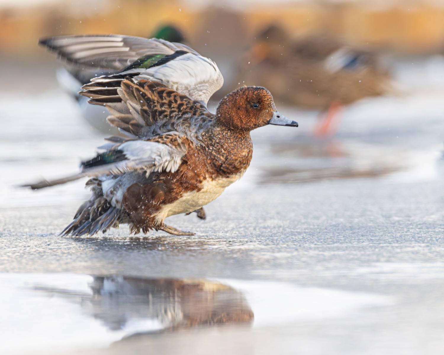 свиязь, утка, птицы, Ruslan Pl