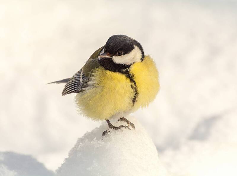 птица, синица Синичка. фото превью