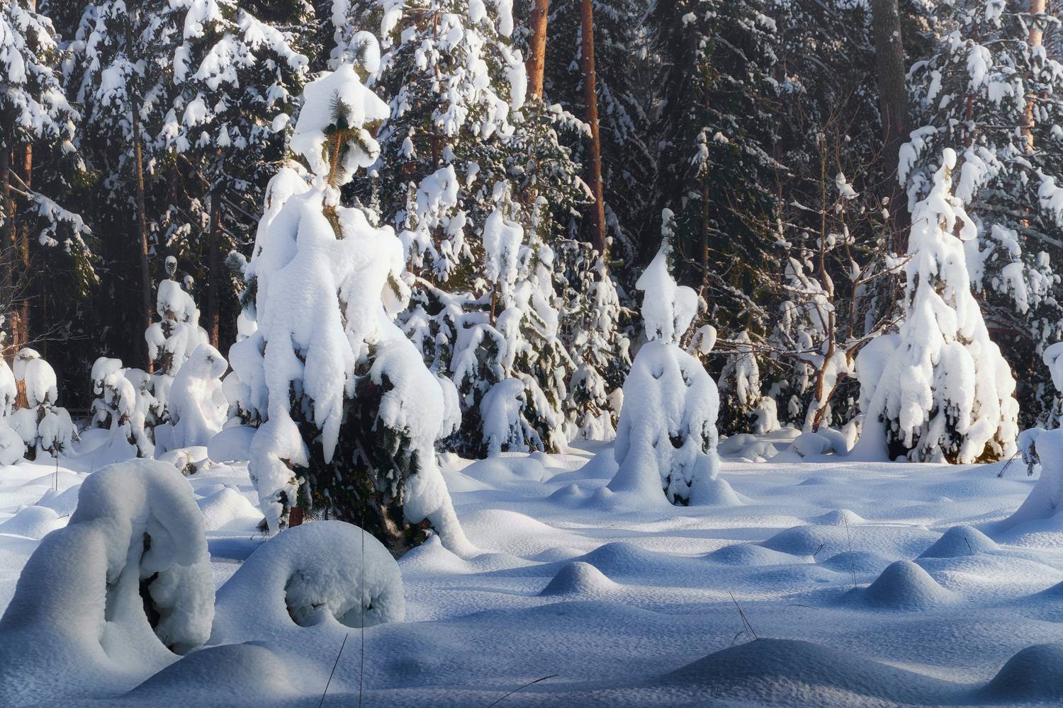 лес, деревья, снег, свет, Валерий Вождаев