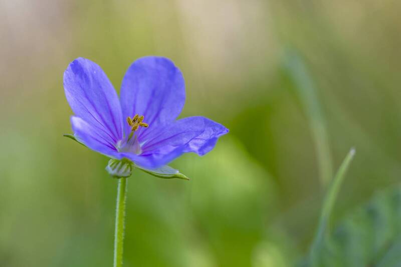 flowers фото превью