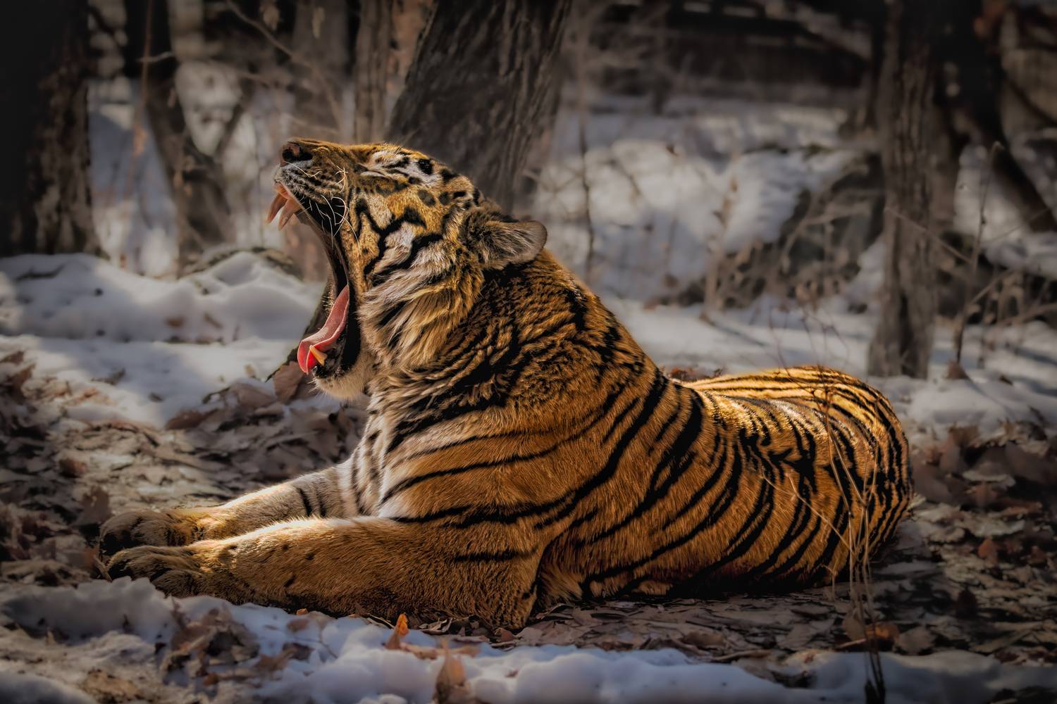 , Лаврентьев Александр