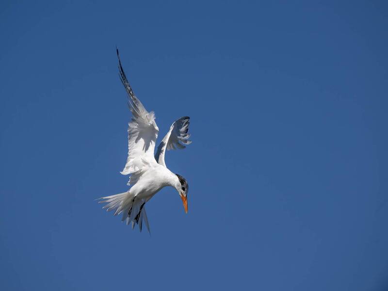 Royal Tern фото превью