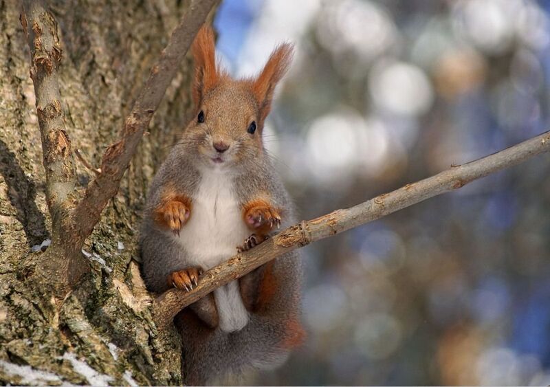 Белка Белка фото превью