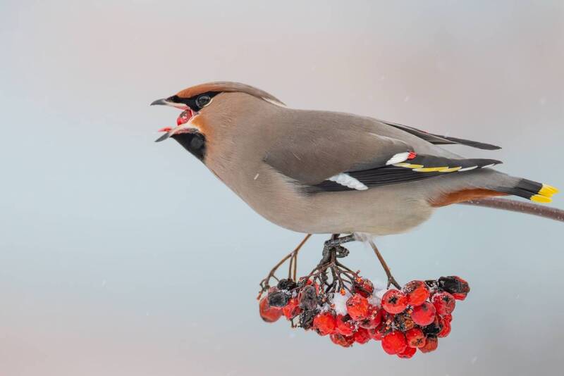 свиристель, рябина, птицы Свиристель фото превью