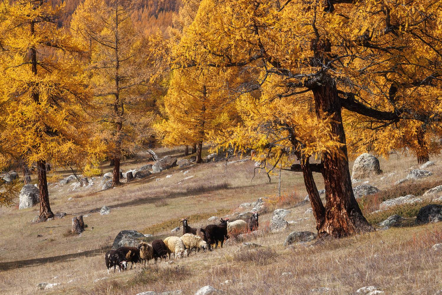 , Морозов Сергей